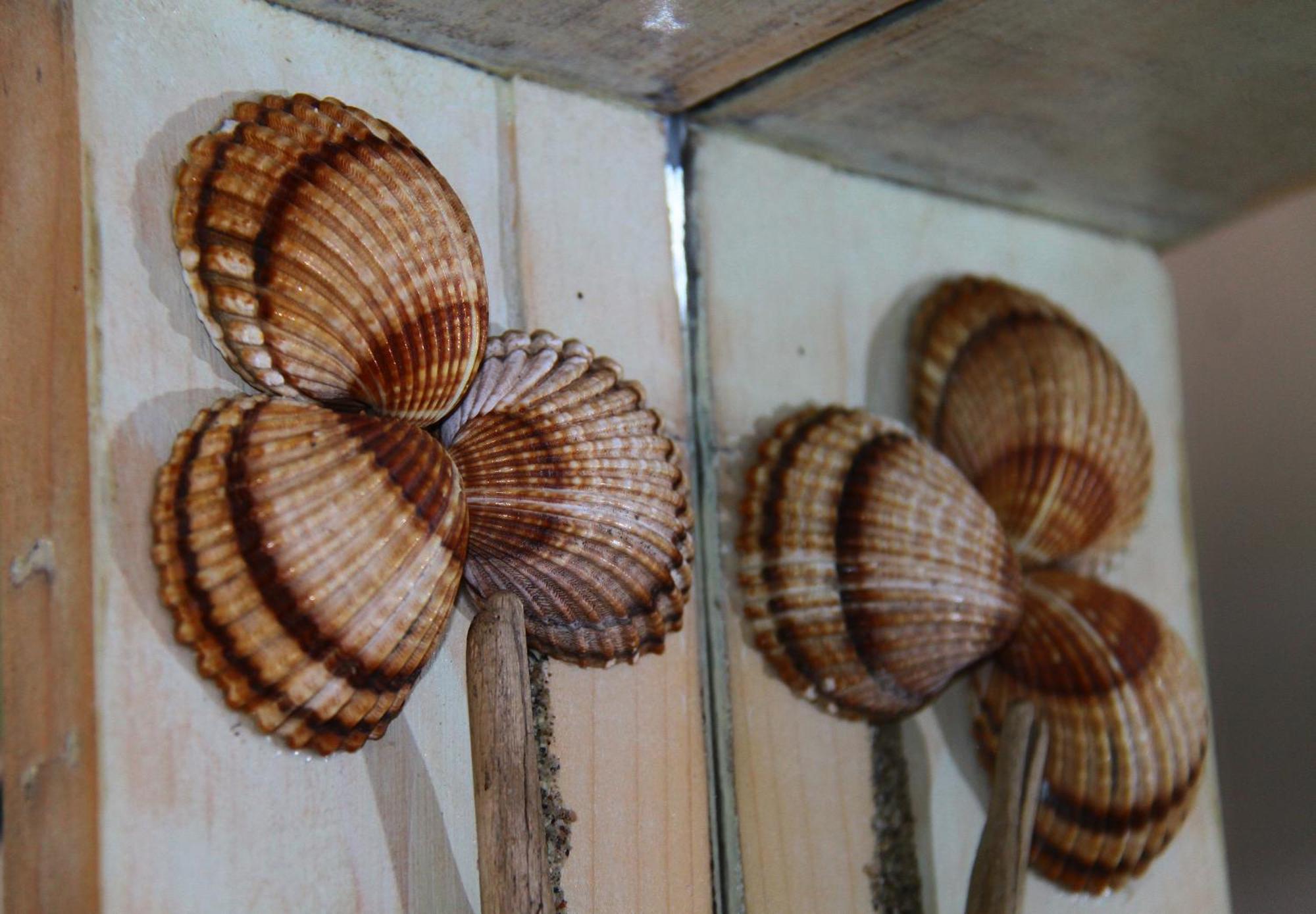 Fasoli Paralia Pantaleimonos